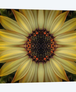 Cape Daisy Sun Star