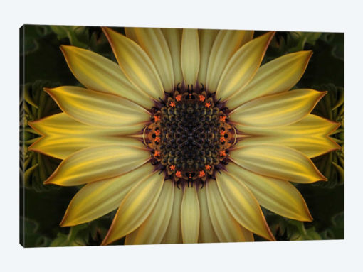 Cape Daisy Sun Star