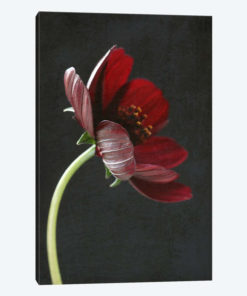 Chocolate Cosmos Flower I