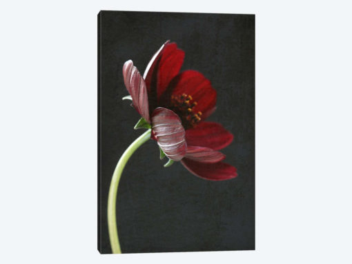 Chocolate Cosmos Flower I