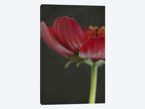 Chocolate Cosmos Flower II