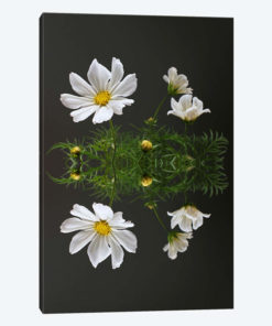 Cosmos Flower Reflection