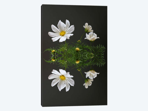 Cosmos Flower Reflection