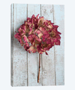 Deep Pink Hydrangea Flower