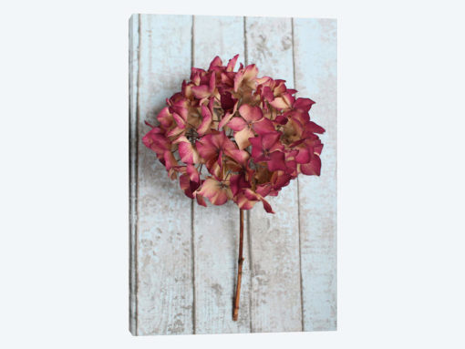 Deep Pink Hydrangea Flower
