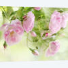 Festival Of Roses
