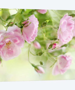 Festival Of Roses