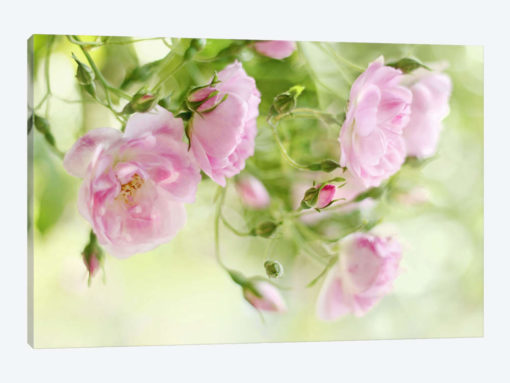 Festival Of Roses