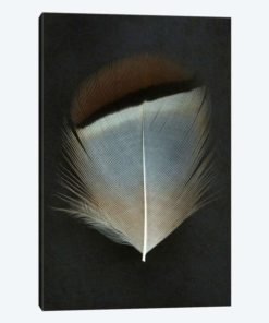 French Partridge Feather