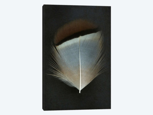 French Partridge Feather
