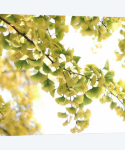 Golden Ginkgo Biloba