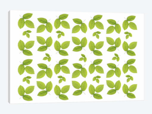 Green Ash Leaves