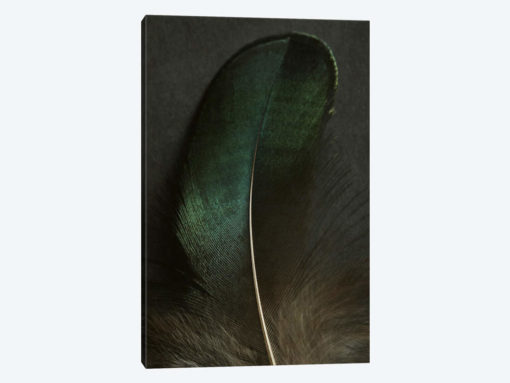 Green Peacock Feather Closeup