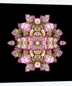 Hydrangea Symmetry