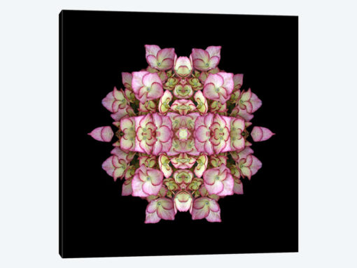 Hydrangea Symmetry