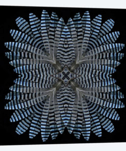 Jay Feather Star