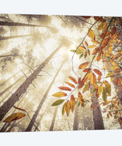 Misty Autumnal Heights