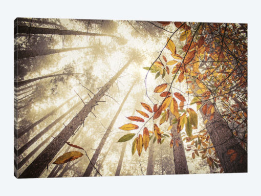 Misty Autumnal Heights