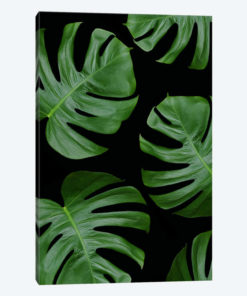Monstera Leaves On Black