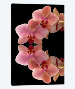 Orchids Arch