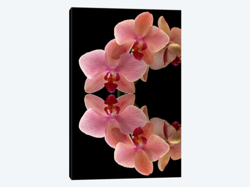 Orchids Arch