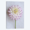 Pastel Pink Dahlia