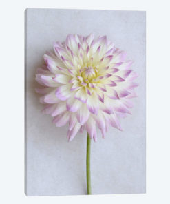 Pastel Pink Dahlia