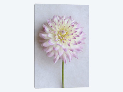Pastel Pink Dahlia