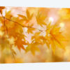 Peachy Autumn Leaves