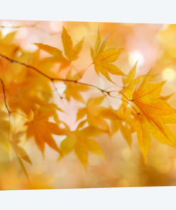 Peachy Autumn Leaves