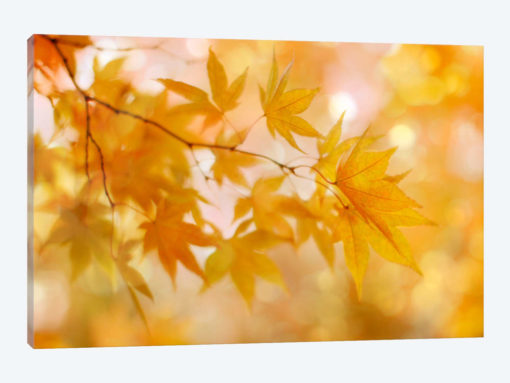 Peachy Autumn Leaves