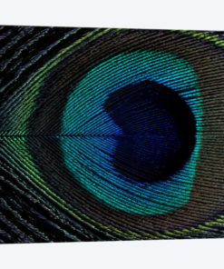 Peacock Feather I