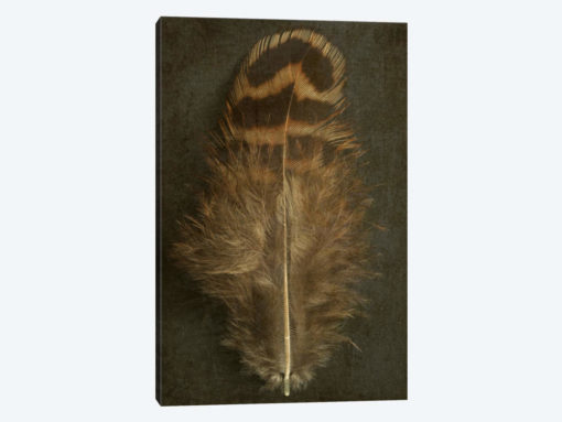 Pheasant Hen Feather