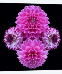 Pink Dahlia Mirror