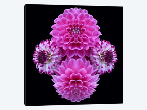 Pink Dahlia Mirror