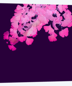 Pink Ginkgo Biloba I