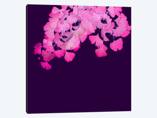Pink Ginkgo Biloba I