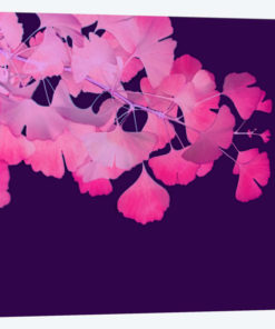 Pink Ginkgo Biloba II