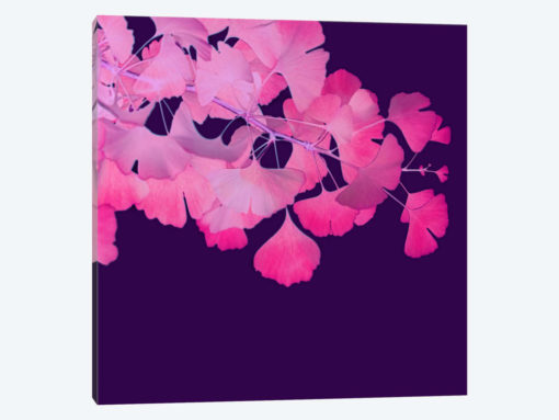 Pink Ginkgo Biloba II