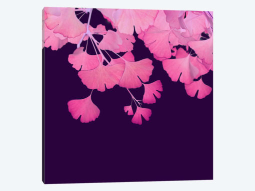 Pink Ginkgo Biloba III