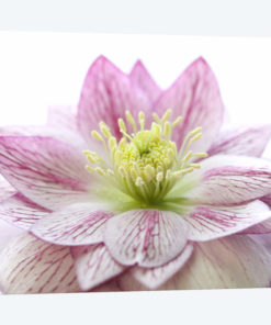 Pink Hellebore Flower