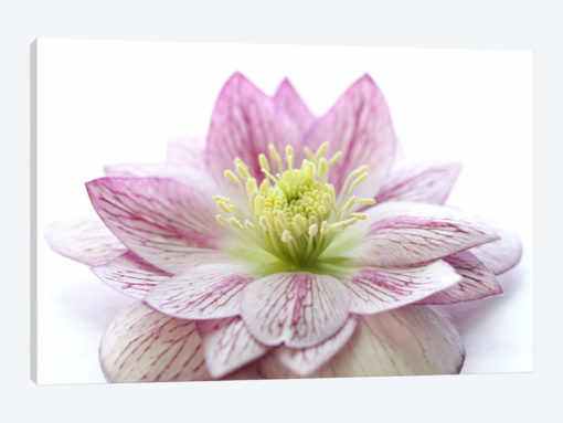 Pink Hellebore Flower
