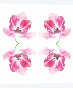 Pink Tulip Quad