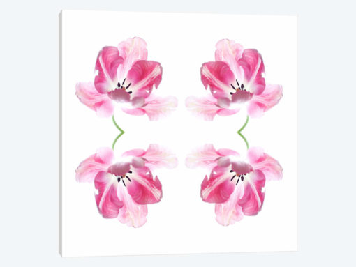 Pink Tulip Quad