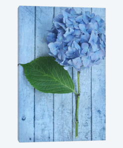 Powder Blue Hydrangea