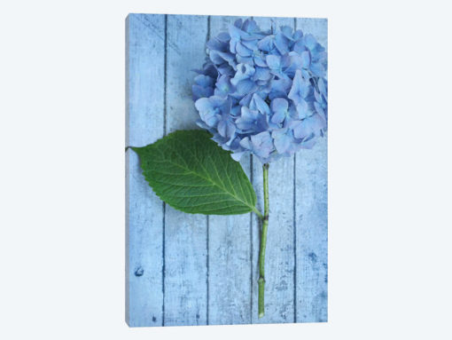 Powder Blue Hydrangea