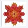 Red And Pink Maple Leaf Star I