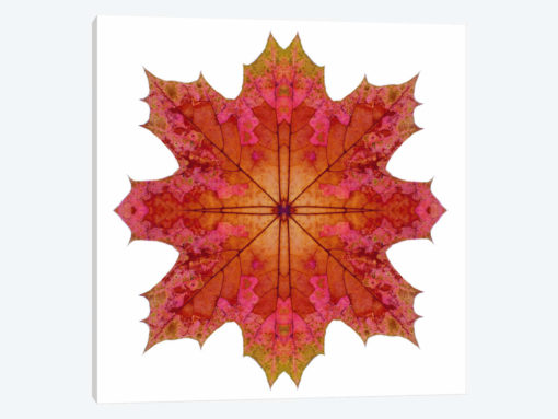 Red And Pink Maple Leaf Star I