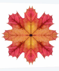 Red And Pink Maple Leaf Star II