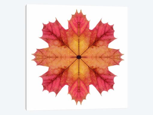 Red And Pink Maple Leaf Star II